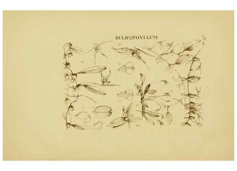 Reproducción/Reproduction 48870579311: Orchidaceae:. Boston,Houghton, Mifflin,1905-22.. 
