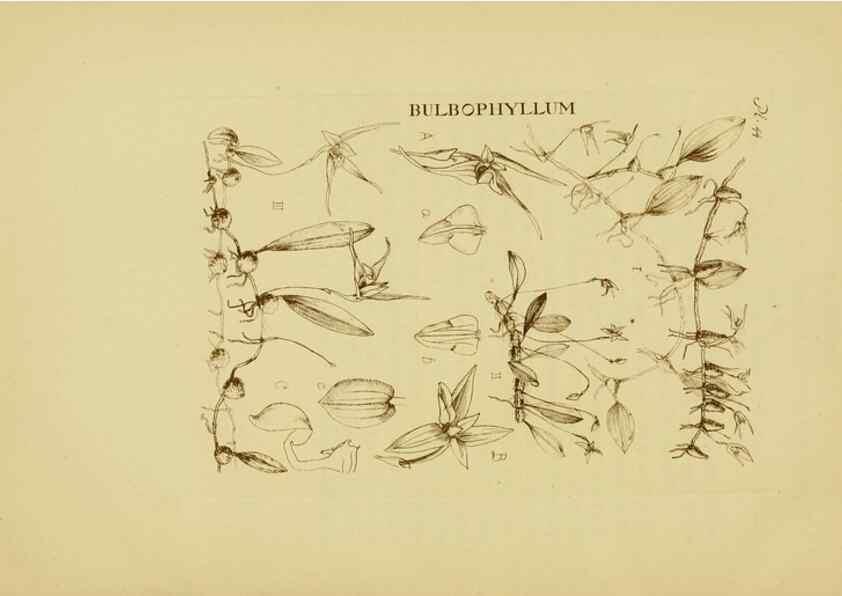 Reproducción/Reproduction 48870579311: Orchidaceae:. Boston,Houghton, Mifflin,1905-22.. 