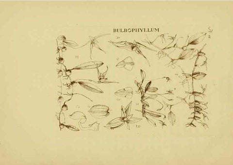 Reproducción/Reproduction 48870579311: Orchidaceae:. Boston,Houghton, Mifflin,1905-22.. 
