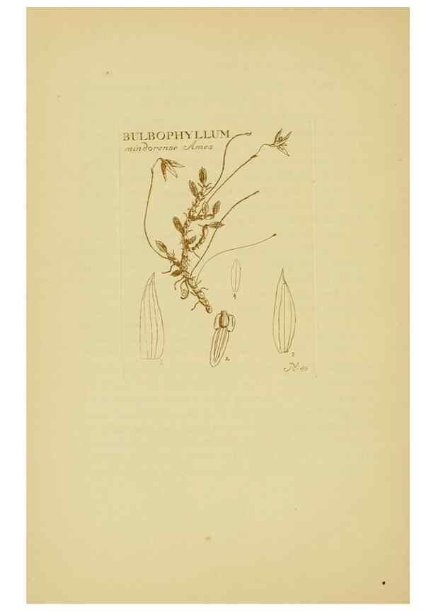 Reproducción/Reproduction 48870579641: Orchidaceae:. Boston,Houghton, Mifflin,1905-22.. 