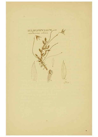 Reproducción/Reproduction 48870579641: Orchidaceae:. Boston,Houghton, Mifflin,1905-22.. 