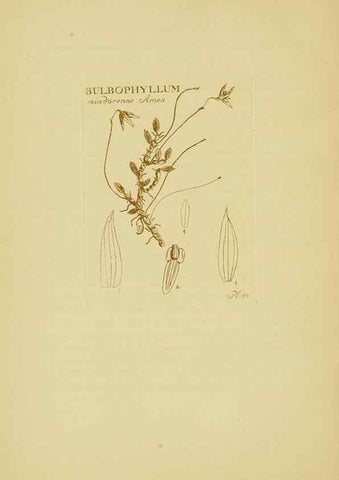 Reproducción/Reproduction 48870579641: Orchidaceae:. Boston,Houghton, Mifflin,1905-22.. 