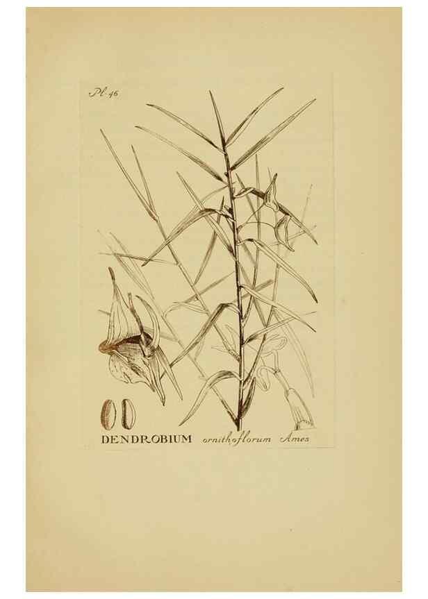 Reproducción/Reproduction 48870772122: Orchidaceae:. Boston,Houghton, Mifflin,1905-22.. 