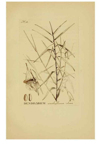 Reproducción/Reproduction 48870772122: Orchidaceae:. Boston,Houghton, Mifflin,1905-22.. 
