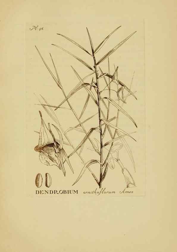 Reproducción/Reproduction 48870772122: Orchidaceae:. Boston,Houghton, Mifflin,1905-22.. 