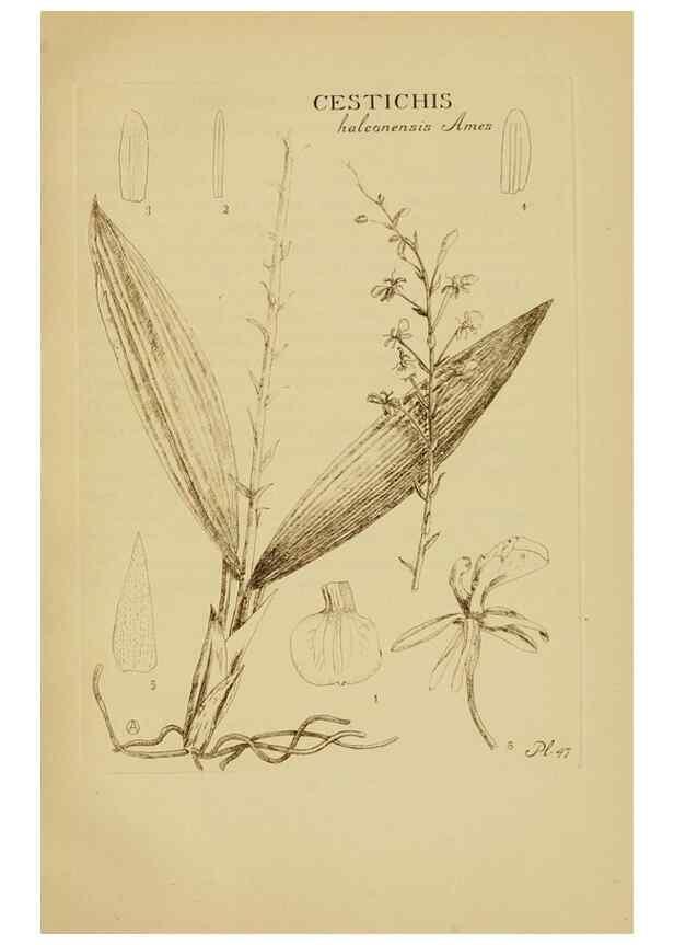 Reproducción/Reproduction 48870055693: Orchidaceae:. Boston,Houghton, Mifflin,1905-22.. 