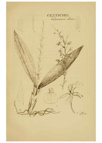 Reproducción/Reproduction 48870055693: Orchidaceae:. Boston,Houghton, Mifflin,1905-22.. 
