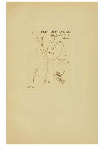 Reproducción/Reproduction 48870767497: Orchidaceae:. Boston,Houghton, Mifflin,1905-22.. 