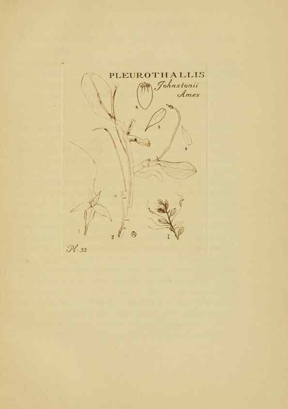 Reproducción/Reproduction 48870767497: Orchidaceae:. Boston,Houghton, Mifflin,1905-22.. 