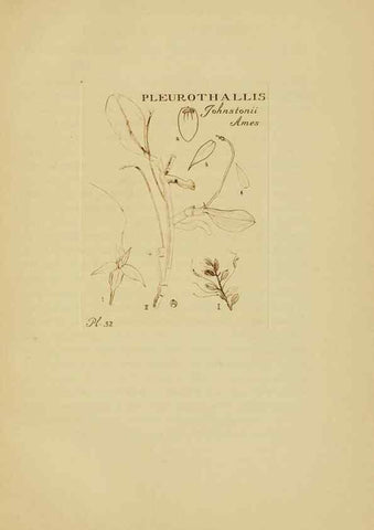 Reproducción/Reproduction 48870767497: Orchidaceae:. Boston,Houghton, Mifflin,1905-22.. 