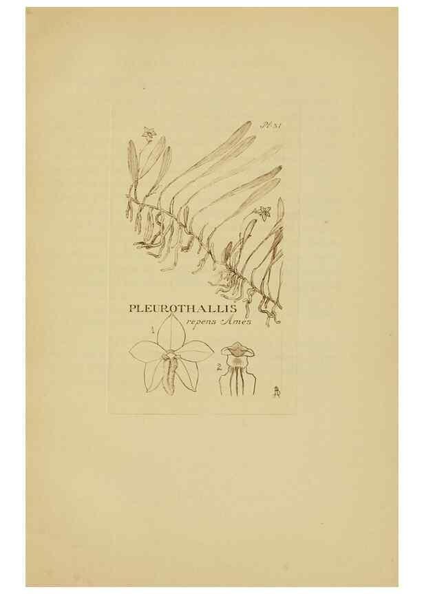 Reproducción/Reproduction 48870050373: Orchidaceae:. Boston,Houghton, Mifflin,1905-22.. 
