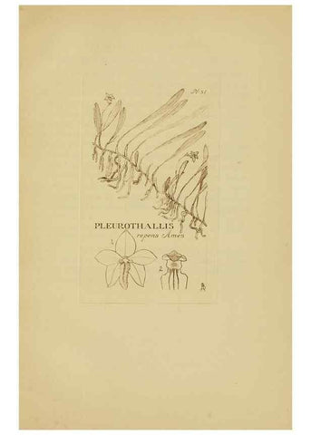 Reproducción/Reproduction 48870050373: Orchidaceae:. Boston,Houghton, Mifflin,1905-22.. 