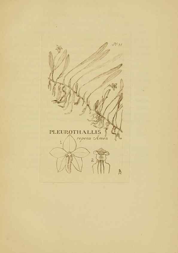 Reproducción/Reproduction 48870050373: Orchidaceae:. Boston,Houghton, Mifflin,1905-22.. 