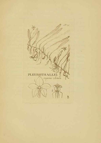 Reproducción/Reproduction 48870050373: Orchidaceae:. Boston,Houghton, Mifflin,1905-22.. 