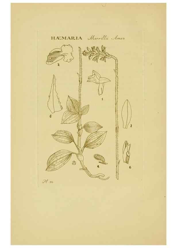 Reproducción/Reproduction 48870574651: Orchidaceae:. Boston,Houghton, Mifflin,1905-22.. 