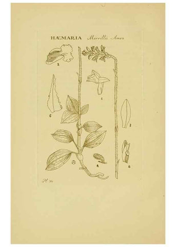 Reproducción/Reproduction 48870574651: Orchidaceae:. Boston,Houghton, Mifflin,1905-22.. 