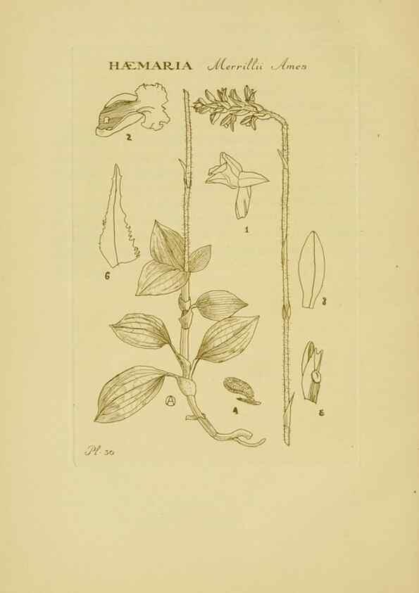 Reproducción/Reproduction 48870574651: Orchidaceae:. Boston,Houghton, Mifflin,1905-22.. 