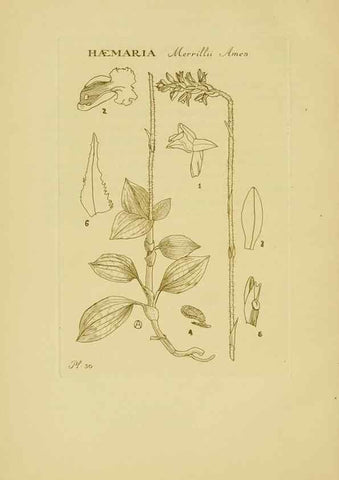 Reproducción/Reproduction 48870574651: Orchidaceae:. Boston,Houghton, Mifflin,1905-22.. 