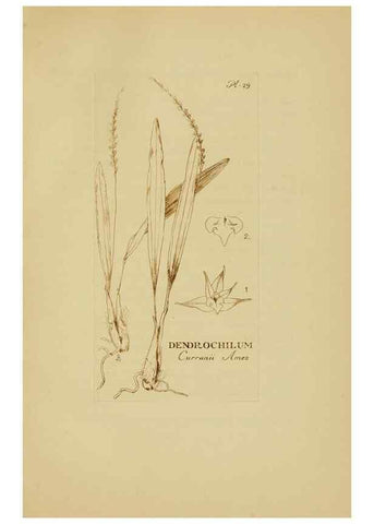 Reproducción/Reproduction 48870766542: Orchidaceae:. Boston,Houghton, Mifflin,1905-22.. 