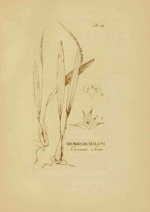 Reproducción/Reproduction 48870766542: Orchidaceae:. Boston,Houghton, Mifflin,1905-22.. 