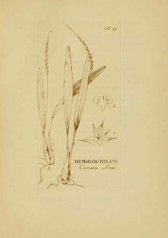 Reproducción/Reproduction 48870766542: Orchidaceae:. Boston,Houghton, Mifflin,1905-22.. 