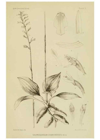 Reproducción/Reproduction 48870527057: Orchidaceae:. Boston,Houghton, Mifflin,1905-22.. 