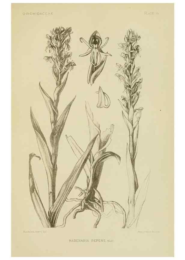 Reproducción/Reproduction 48870527277: Orchidaceae:. Boston,Houghton, Mifflin,1905-22.. 