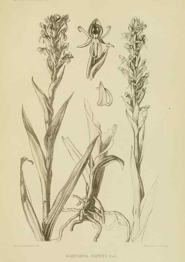 Reproducción/Reproduction 48870527277: Orchidaceae:. Boston,Houghton, Mifflin,1905-22.. 