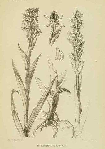 Reproducción/Reproduction 48870527277: Orchidaceae:. Boston,Houghton, Mifflin,1905-22.. 