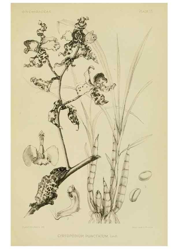 Reproducción/Reproduction 48870527502: Orchidaceae:. Boston,Houghton, Mifflin,1905-22.. 