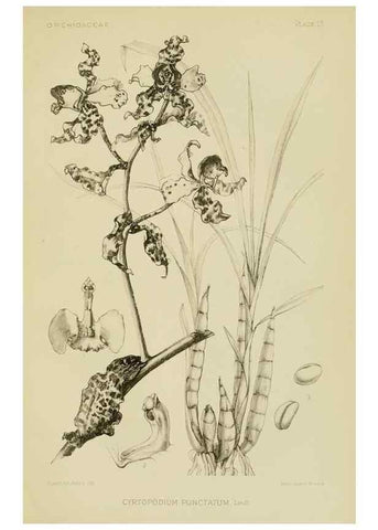 Reproducción/Reproduction 48870527502: Orchidaceae:. Boston,Houghton, Mifflin,1905-22.. 