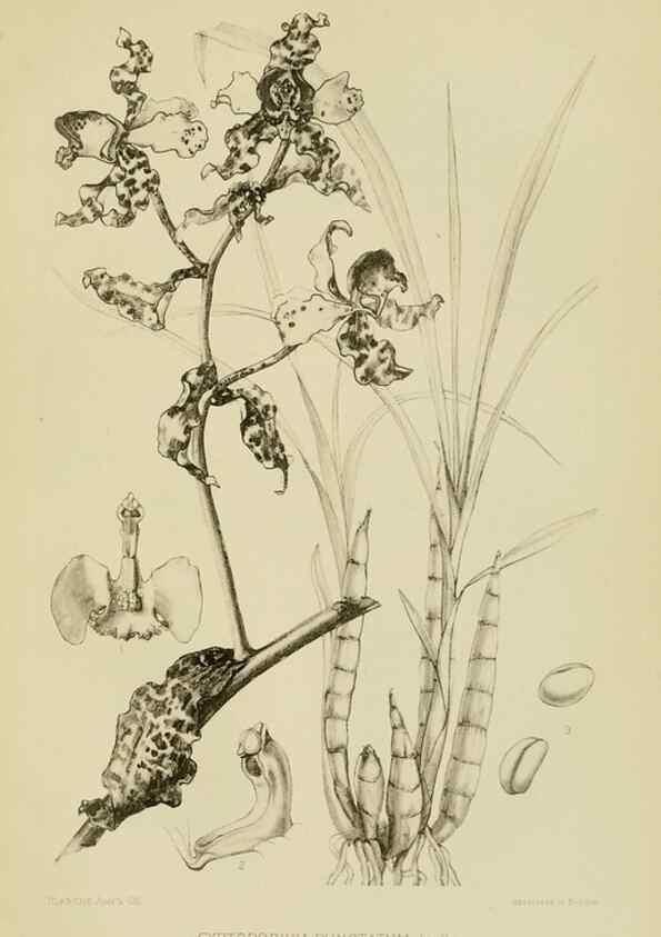Reproducción/Reproduction 48870527502: Orchidaceae:. Boston,Houghton, Mifflin,1905-22.. 