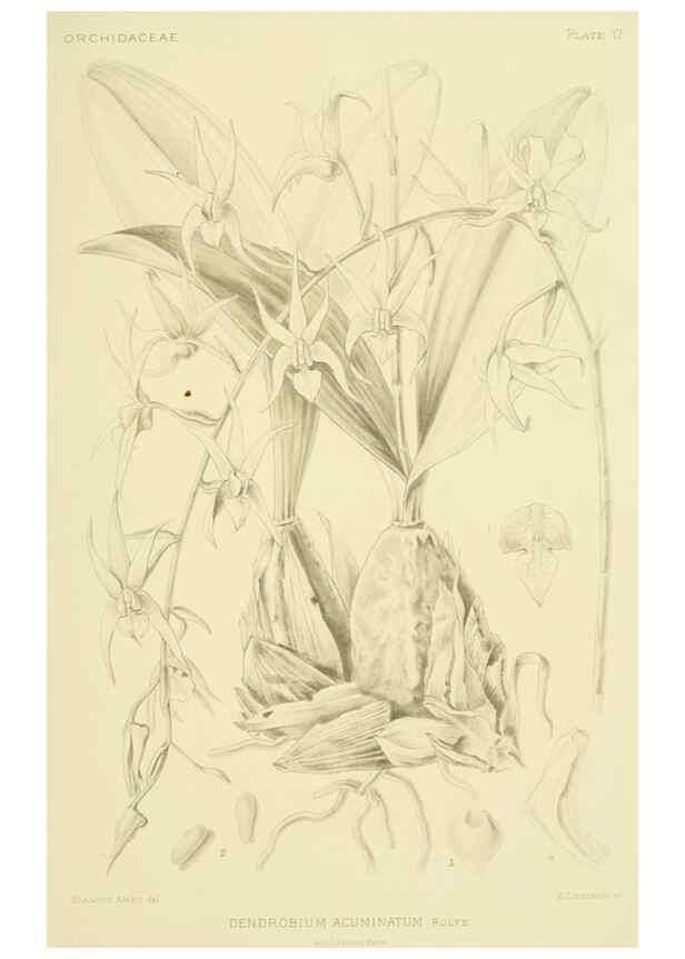 Reproducción/Reproduction 48869951653: Orchidaceae:. Boston,Houghton, Mifflin,1905-22.. 