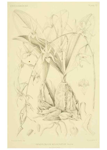 Reproducción/Reproduction 48869951653: Orchidaceae:. Boston,Houghton, Mifflin,1905-22.. 