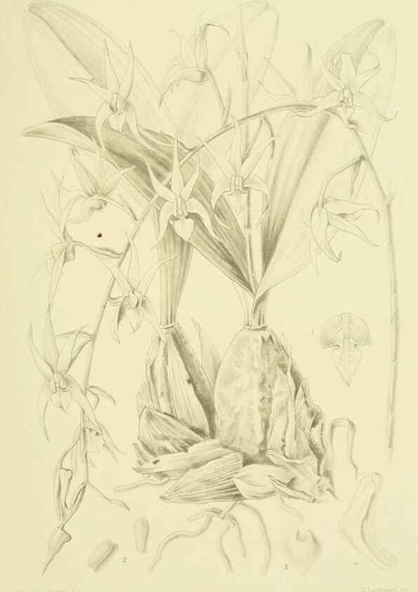 Reproducción/Reproduction 48869951653: Orchidaceae:. Boston,Houghton, Mifflin,1905-22.. 
