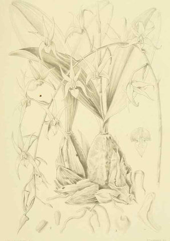 Reproducción/Reproduction 48869951653: Orchidaceae:. Boston,Houghton, Mifflin,1905-22.. 