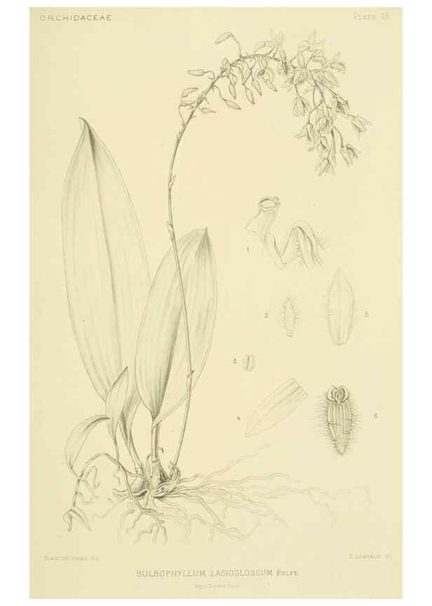 Reproducción/Reproduction 48870477576: Orchidaceae:. Boston,Houghton, Mifflin,1905-22.. 