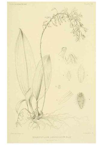 Reproducción/Reproduction 48870477576: Orchidaceae:. Boston,Houghton, Mifflin,1905-22.. 