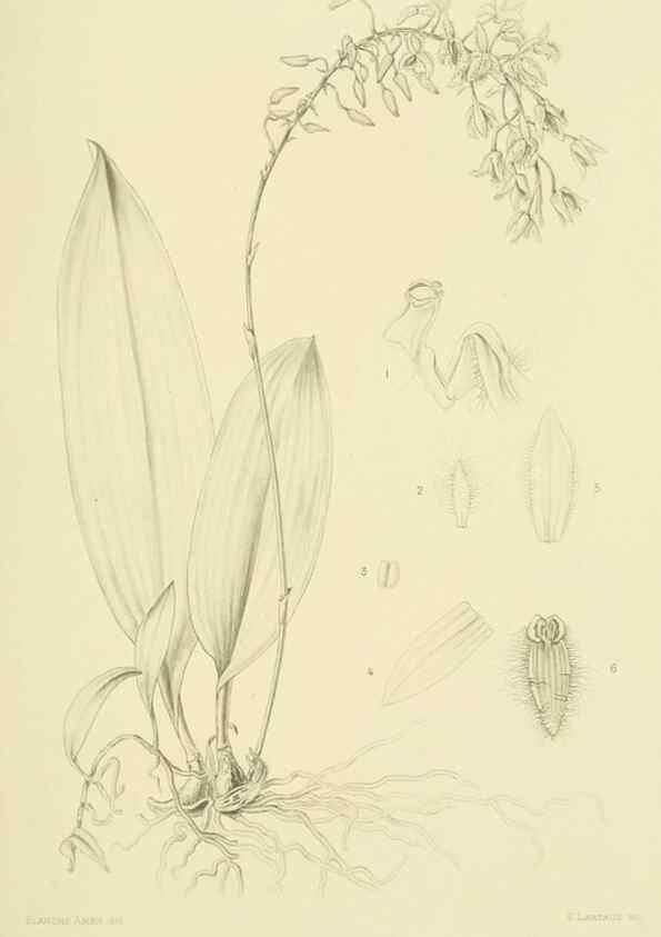 Reproducción/Reproduction 48870477576: Orchidaceae:. Boston,Houghton, Mifflin,1905-22.. 
