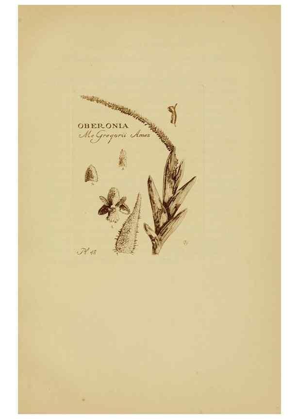 Reproducción/Reproduction 48870580651: Orchidaceae:. Boston,Houghton, Mifflin,1905-22.. 