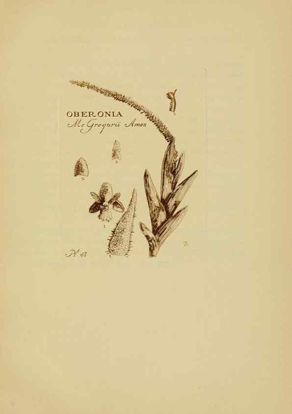 Reproducción/Reproduction 48870580651: Orchidaceae:. Boston,Houghton, Mifflin,1905-22.. 