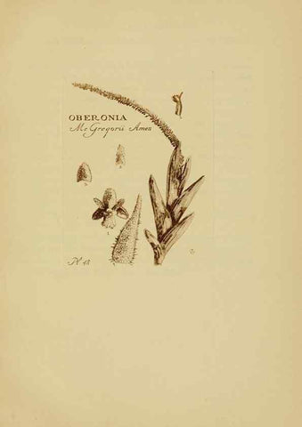 Reproducción/Reproduction 48870580651: Orchidaceae:. Boston,Houghton, Mifflin,1905-22.. 