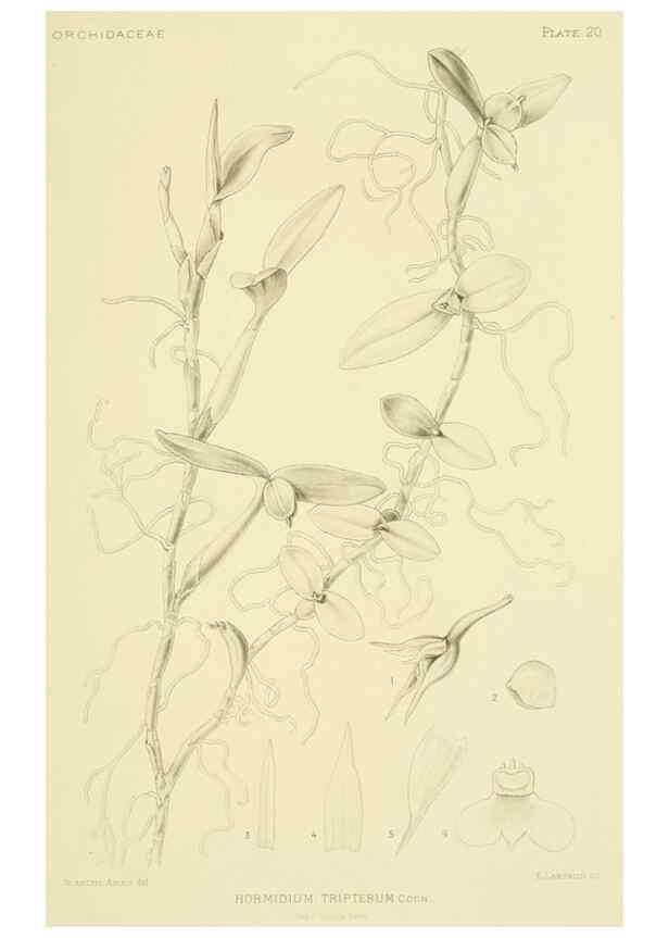 Reproducción/Reproduction 48870669672: Orchidaceae:. Boston,Houghton, Mifflin,1905-22.. 
