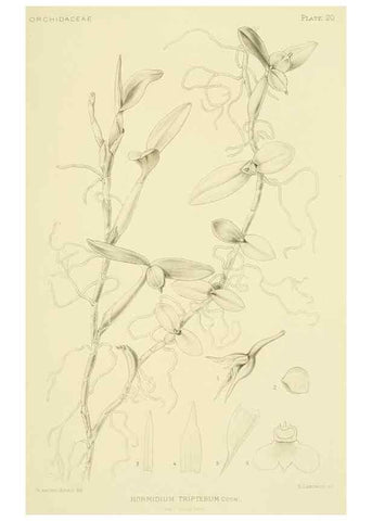 Reproducción/Reproduction 48870669672: Orchidaceae:. Boston,Houghton, Mifflin,1905-22.. 