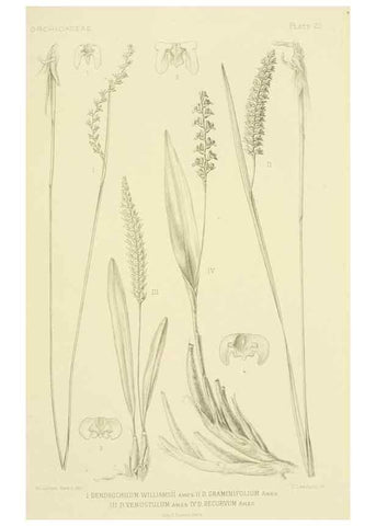 Reproducción/Reproduction 48870670162: Orchidaceae:. Boston,Houghton, Mifflin,1905-22.. 