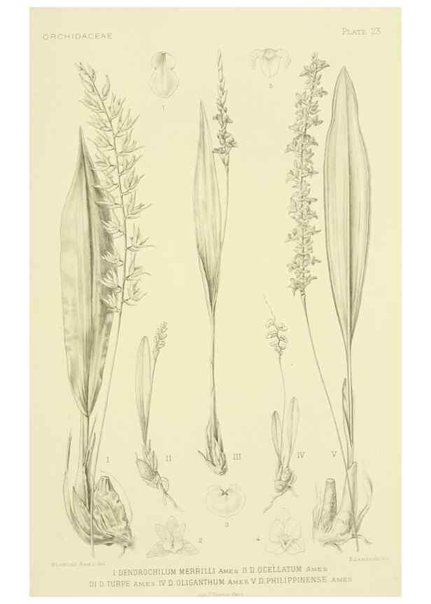 Reproducción/Reproduction 48870479061: Orchidaceae:. Boston,Houghton, Mifflin,1905-22.. 