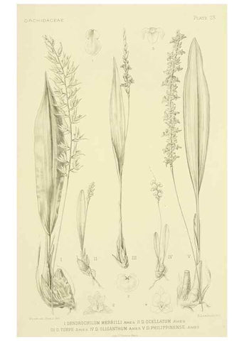 Reproducción/Reproduction 48870479061: Orchidaceae:. Boston,Houghton, Mifflin,1905-22.. 