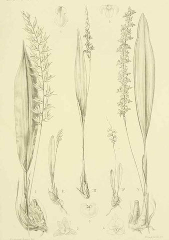 Reproducción/Reproduction 48870479061: Orchidaceae:. Boston,Houghton, Mifflin,1905-22.. 