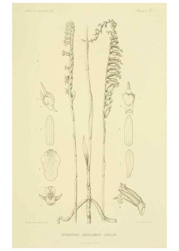 Reproducción/Reproduction 48870671037: Orchidaceae:. Boston,Houghton, Mifflin,1905-22.. 