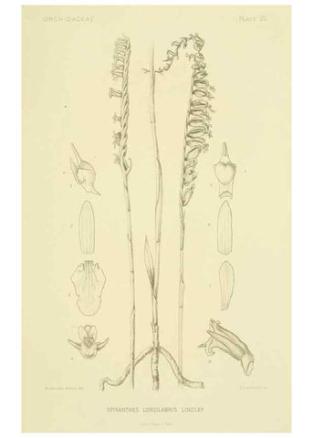 Reproducción/Reproduction 48870671037: Orchidaceae:. Boston,Houghton, Mifflin,1905-22.. 